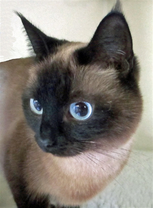 Jasmine