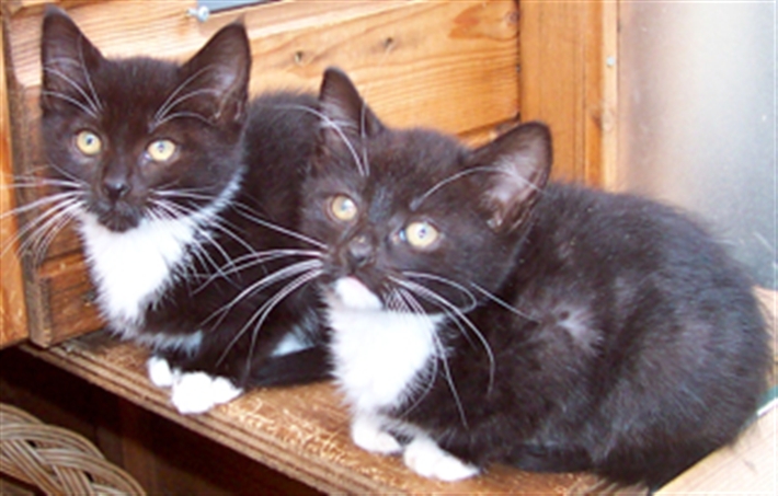Two of Jess's kittens