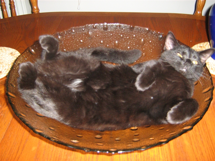 Lottie