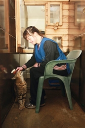 Carer brushing tabby cat