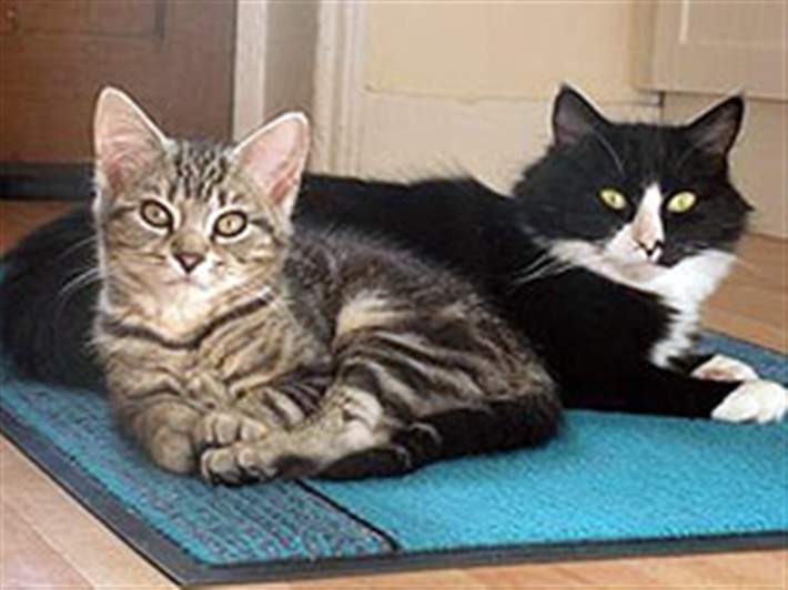 Neko and Lily