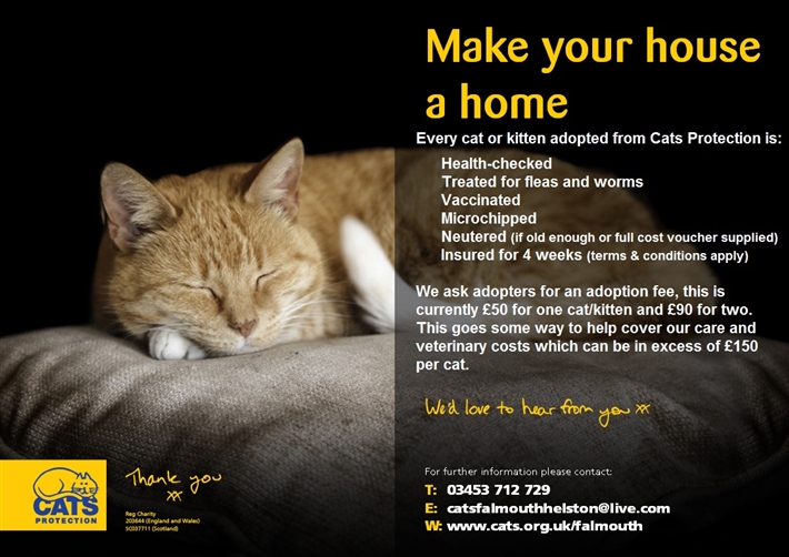 Adopting New Cats Home Adopting New Cats Home