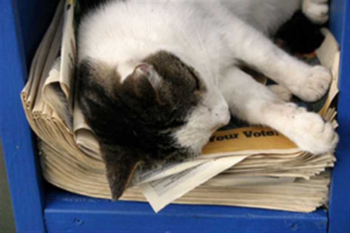 Cat asleep on a stack of newspaper