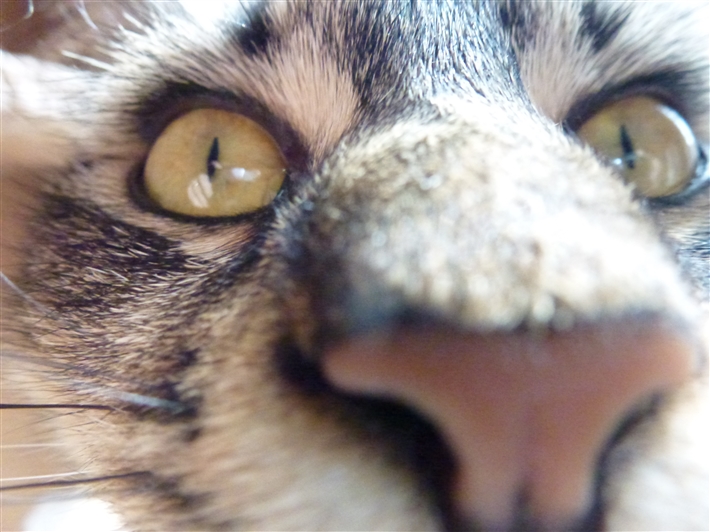 Inquisitive Cleopatra