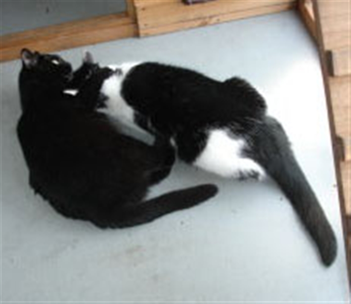 Patch and Blackie