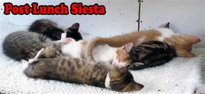 Siesta