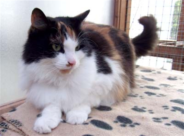 SMUDGE