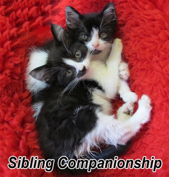 Sibling Companionship