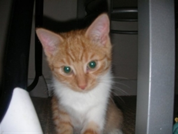 Tonks