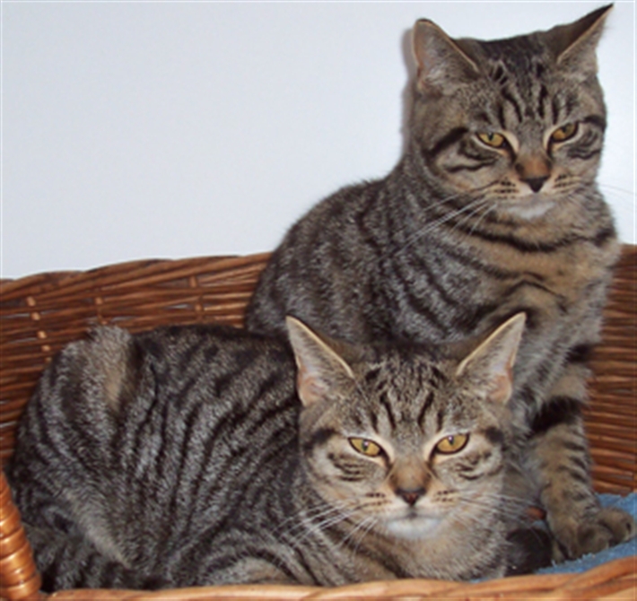 Two of a group of three tabbies we homed