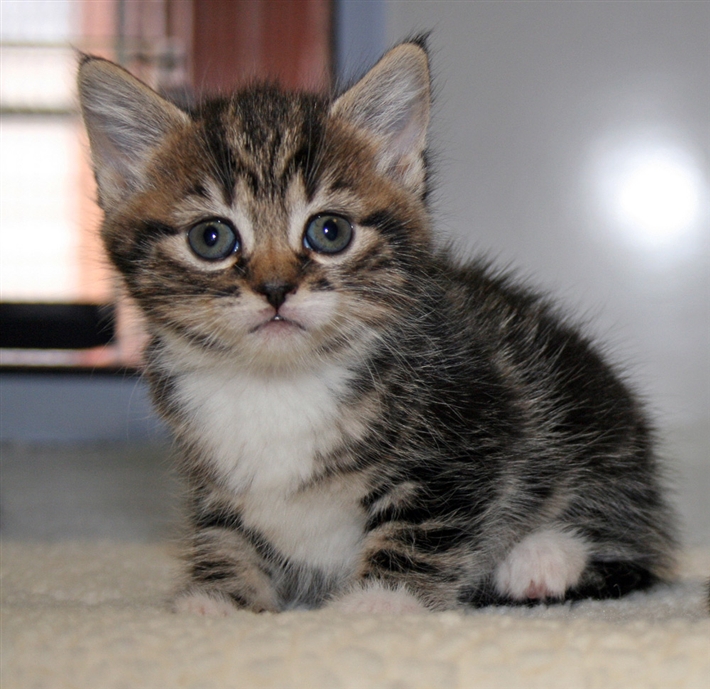 Photo of tabby kitten