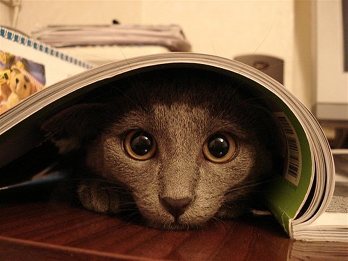 how to a timid timid cats need homes how to a timid timid cats need homes