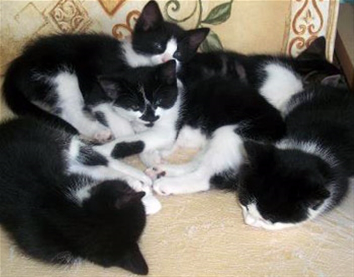 Cat and kittens