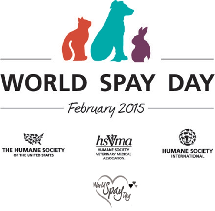 Do The Pdsa Spay Dogs For Free Do The Pdsa Spay Dogs For Free