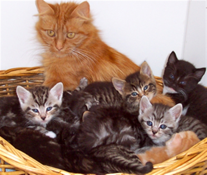 Fergie and some of her little ones