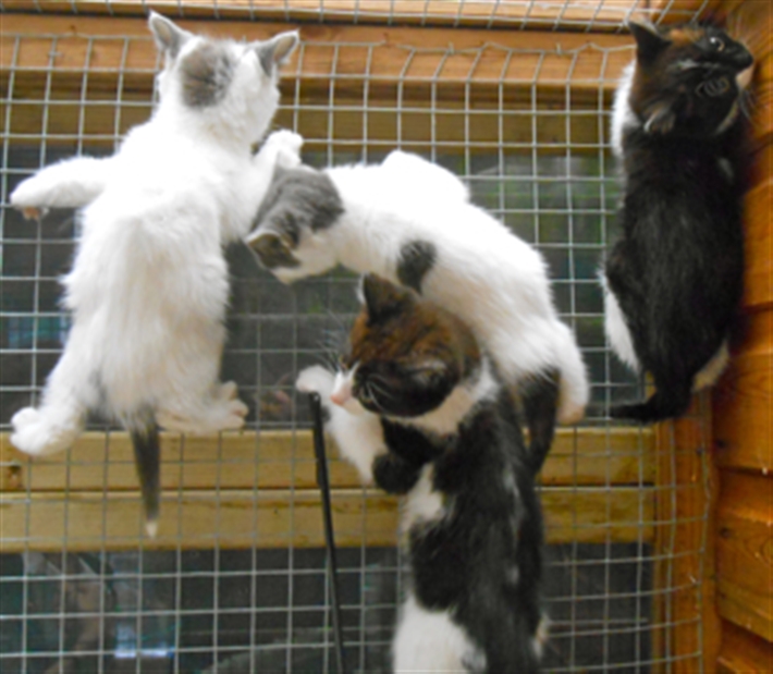 The scared kittens climbing wire walls at shelter