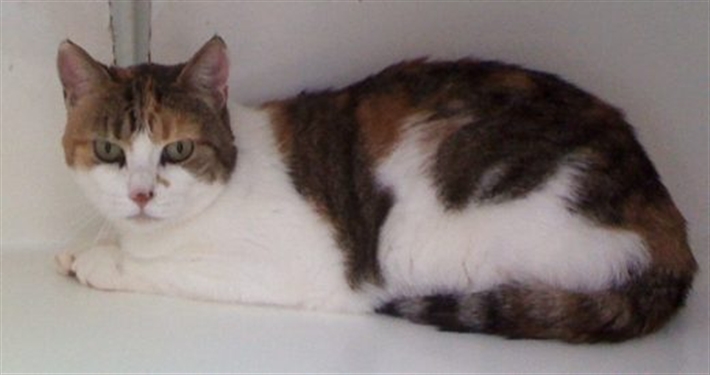 Helping cats in Orkney