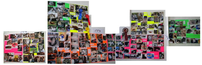 Catsnaps display 2011