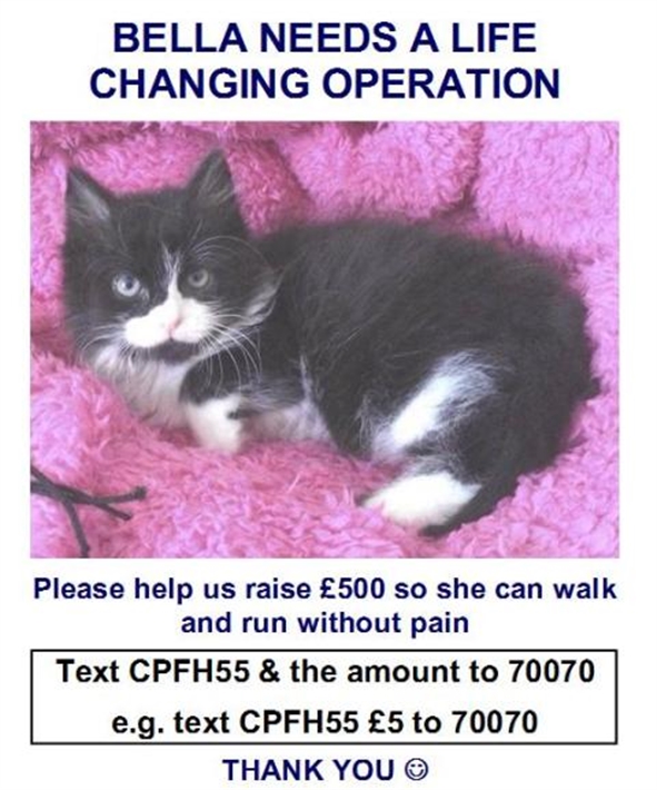 Cats Protection Caring for the UK′s Cats homing, neutering, welfare