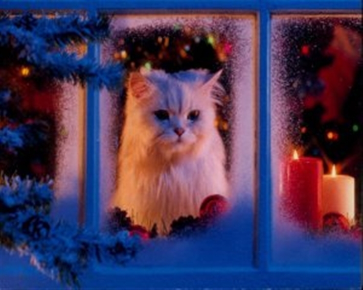 Cat in window looking at snow