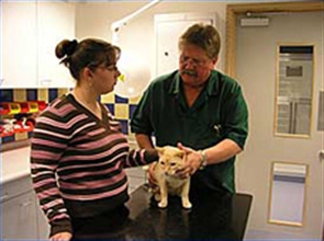 Vet with assistant