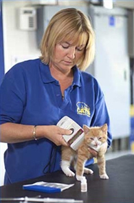 Cat being scanned