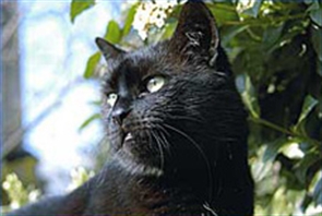 Black cat by bush