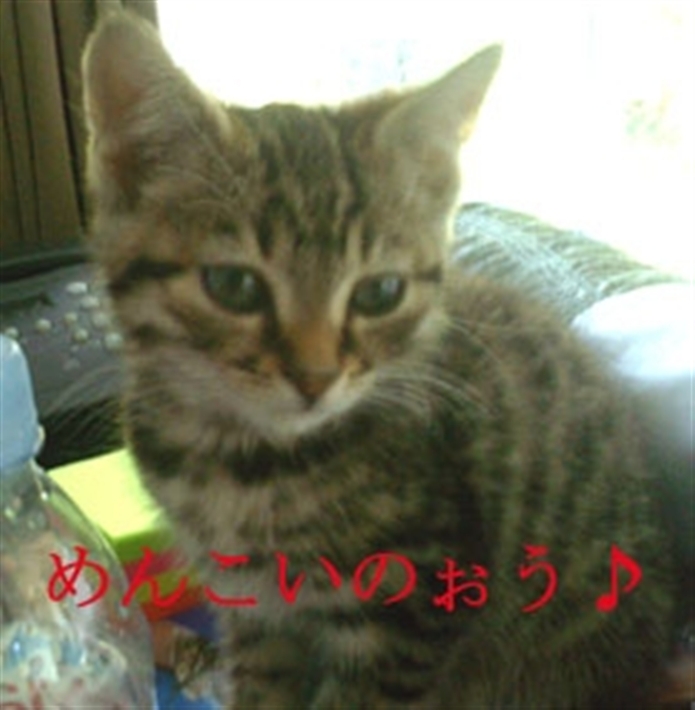 little colin the tabby cat