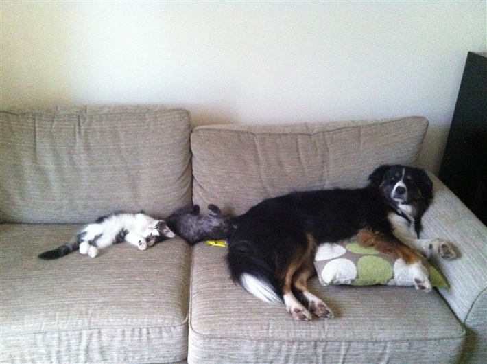 two kittens and a dog