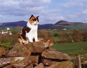Feral Neutering