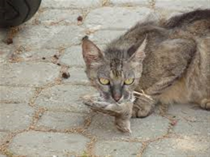 Are Feral Cats Protected By Law Uk Are Feral Cats Protected By Law Uk