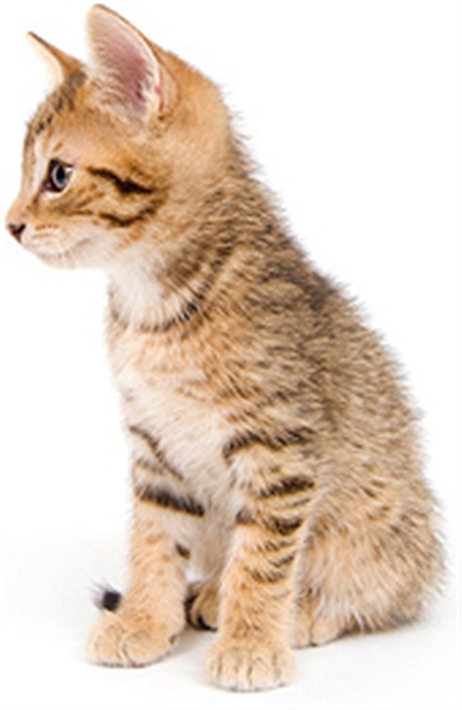 tabby kitten