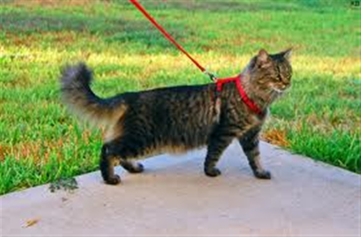 Cat on a harness and lead