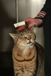 Tabby being brushed