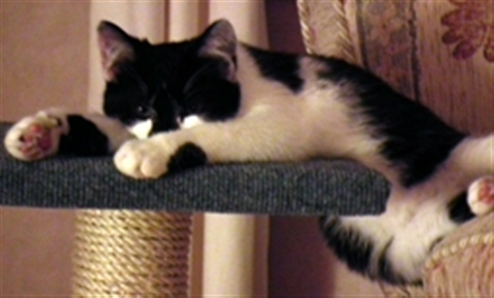 black and white cat