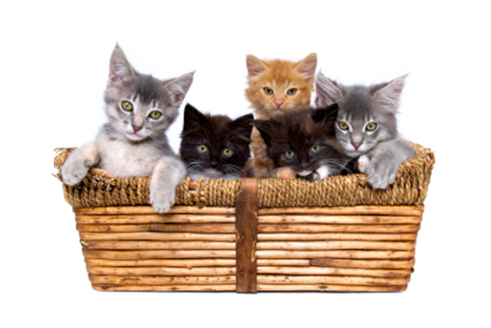 five kittens in a straw basket