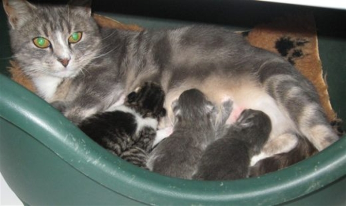 Liath and her kittens