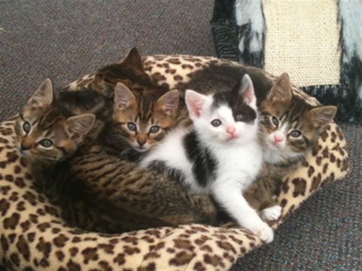 Lion king kittens