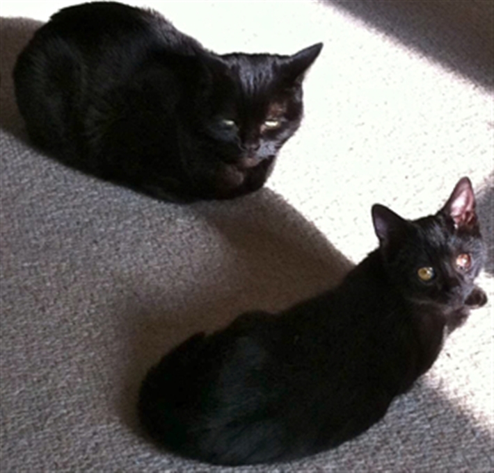 With his companion Elkie in new home