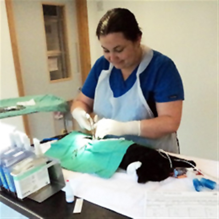 Neutering in process