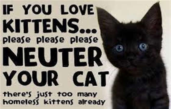 What S The Latest You Can Get A Dog Neutered What S The Latest You Can Get A Dog Neutered