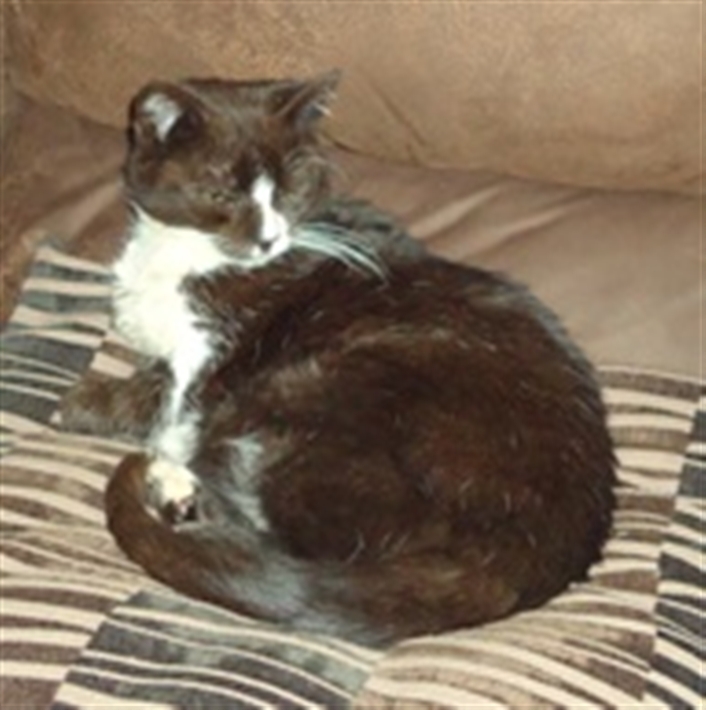 black and white cat