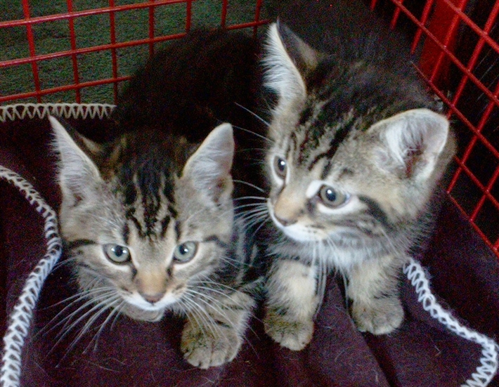 shuffle and Beat as kittens