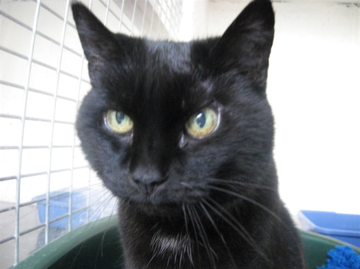 Hollywood Adoption Centre Cats Protection Hollywood Adoption Centre Cats Protection