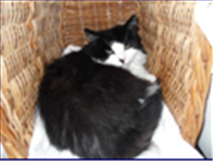 Katie in her cosy basket