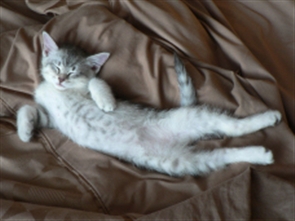 Mmmmm. Sleep.