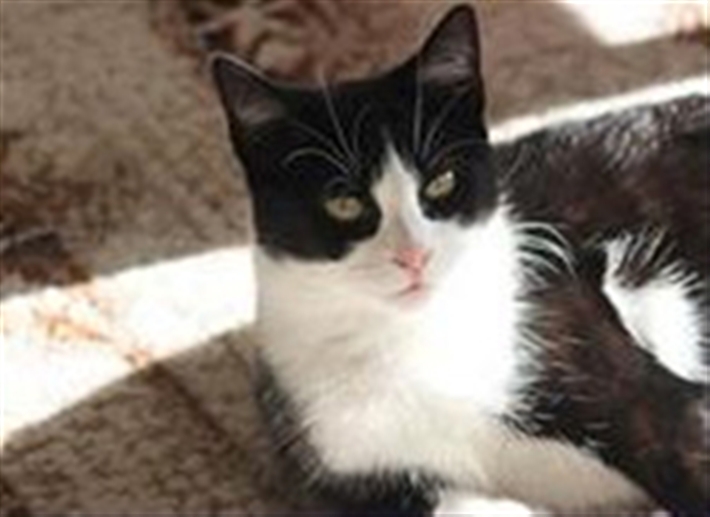 Sussex page cat
