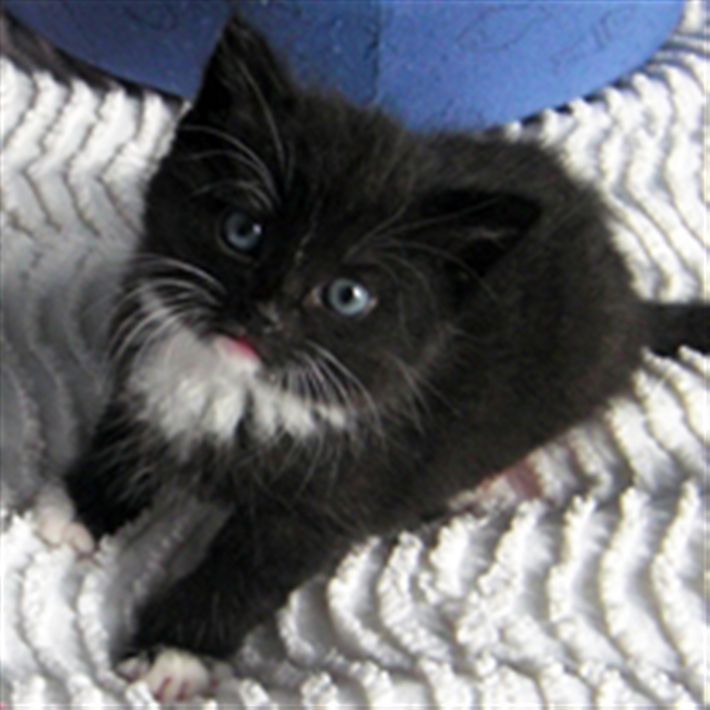Twinkle Cat