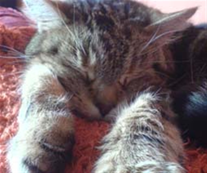 Rescue cat