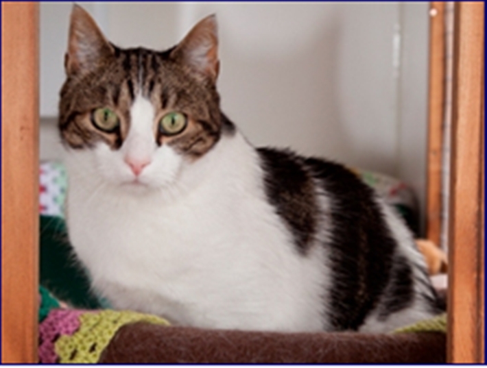 Rescue cat